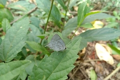 Ostrinotes sophocles