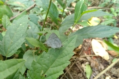 Ostrinotes sophocles