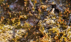 Pottiopsis caespitosa