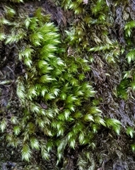 Sciuro-hypnum plumosum