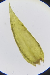 Sciuro-hypnum plumosum