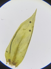 Sciuro-hypnum plumosum