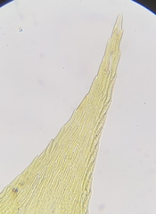 Sciuro-hypnum plumosum
