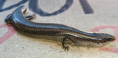 Plestiodon parvulus