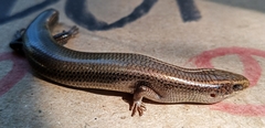 Plestiodon parvulus