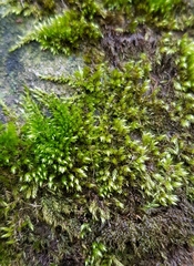 Sciuro-hypnum plumosum