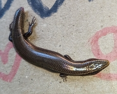 Plestiodon parvulus
