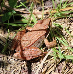 Lithobates sylvaticus image