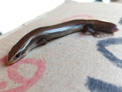 Plestiodon parvulus