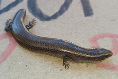 Plestiodon parvulus
