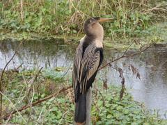 Anhinga anhinga leucogaster