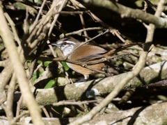 Cantorchilus modestus