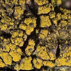 Candelariella reflexa