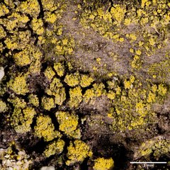 Candelariella reflexa