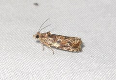 Olethreutes permundana