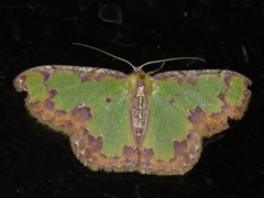 Eucyclodes buprestaria