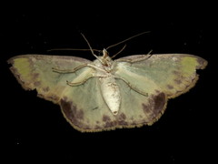 Eucyclodes buprestaria