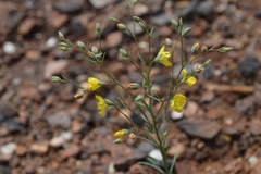 Hesperolinon breweri