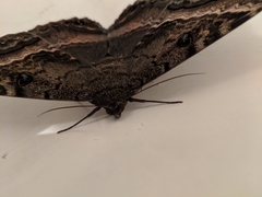 Ascalapha odorata