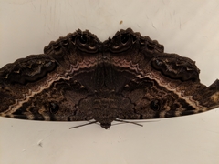 Ascalapha odorata