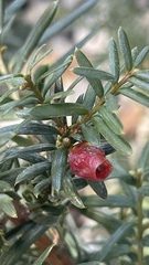 Taxus
