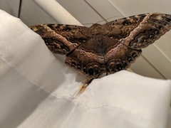 Ascalapha odorata