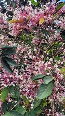 Clerodendrum quadriloculare