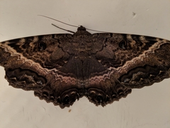 Ascalapha odorata