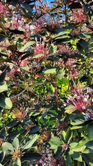 Clerodendrum quadriloculare