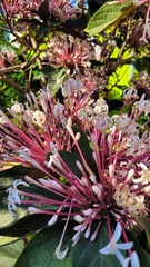 Clerodendrum quadriloculare