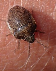 Homaemus aeneifrons