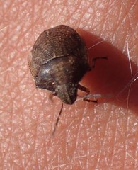 Homaemus aeneifrons