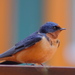 American Barn Swallow - Photo (c) peregrin8, some rights reserved (CC BY-NC)