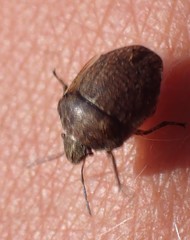 Homaemus aeneifrons