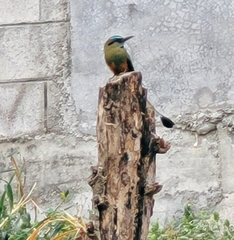 Eumomota superciliosa