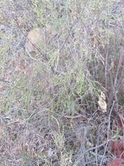 Passerina truncata