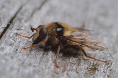 Criorhina bubulcus