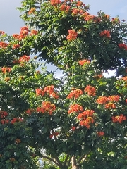 Spathodea campanulata