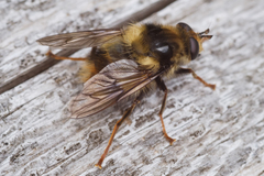 Criorhina bubulcus