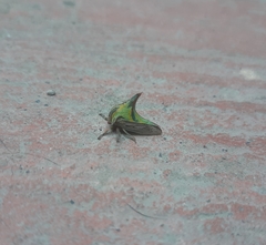 Umbonia crassicornis