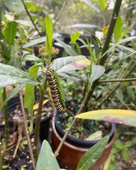 Danaus plexippus