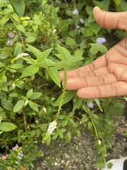 Heliotropium angiospermum