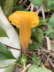Ipomoea aurantiaca