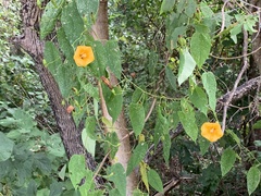 Ipomoea aurantiaca