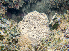 Irciniidae