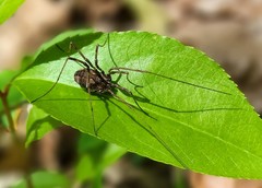 Hadrobunus maculosus