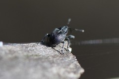 Archarius salicivorus