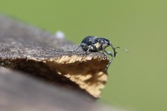 Archarius salicivorus