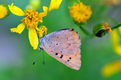 Tharsalea dorcas sangremar