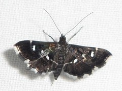 Diathrausta reconditalis